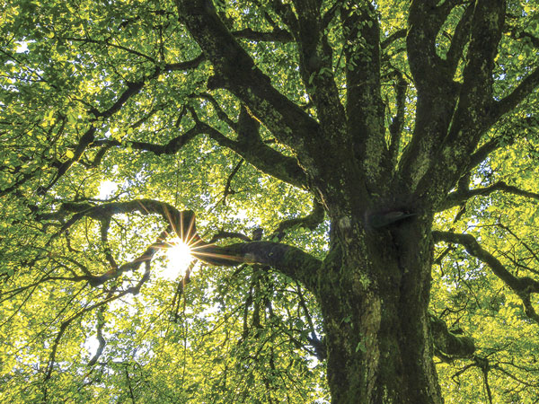 A tree in the sunshine