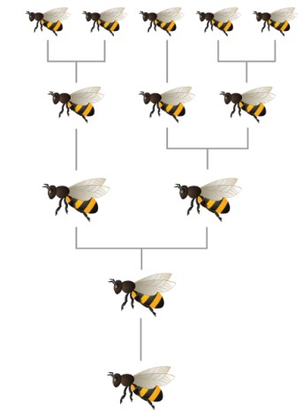 Bee pattern