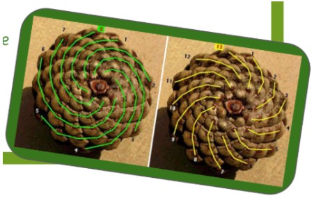 Fibonacci pattern in pinecones