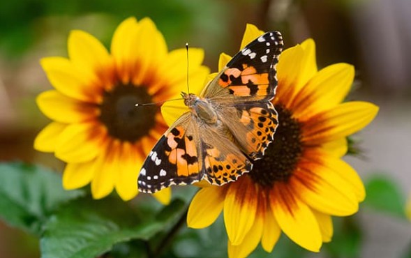 Monarch butterly sitting on flower