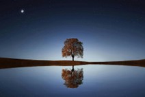 Tree reflected in water