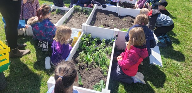 Students plant strawberries and carrots in school garden